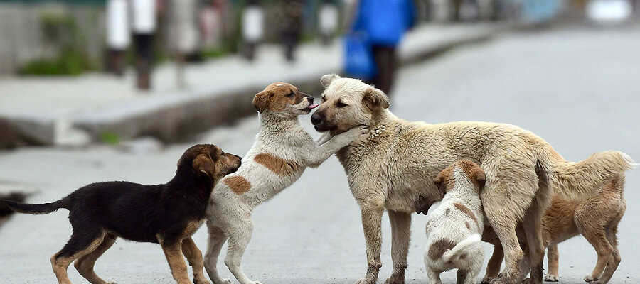 What to Look for in a Responsible Dog Rescue Organization